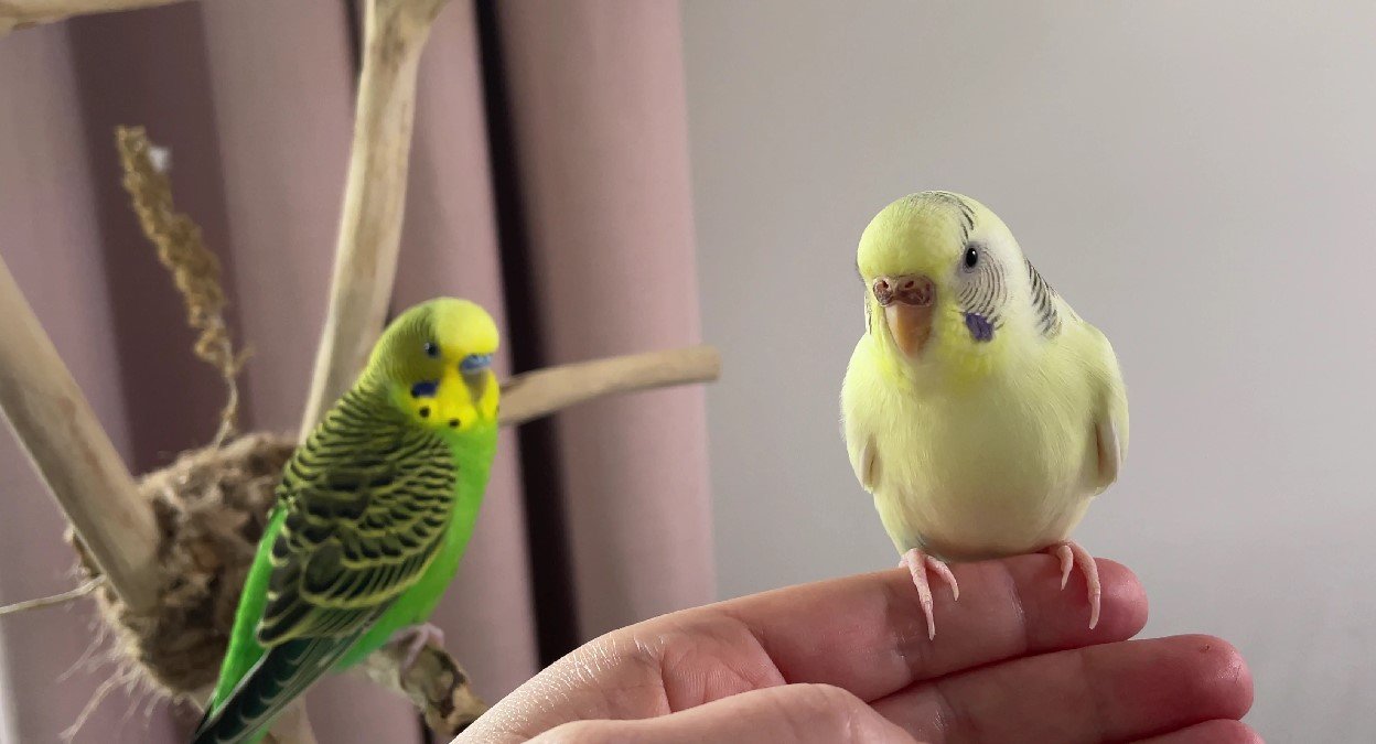 The Little Burbs - two cute budgies